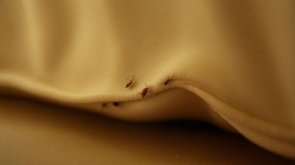 Top méthodes pour confirmer le départ des punaises de lit
